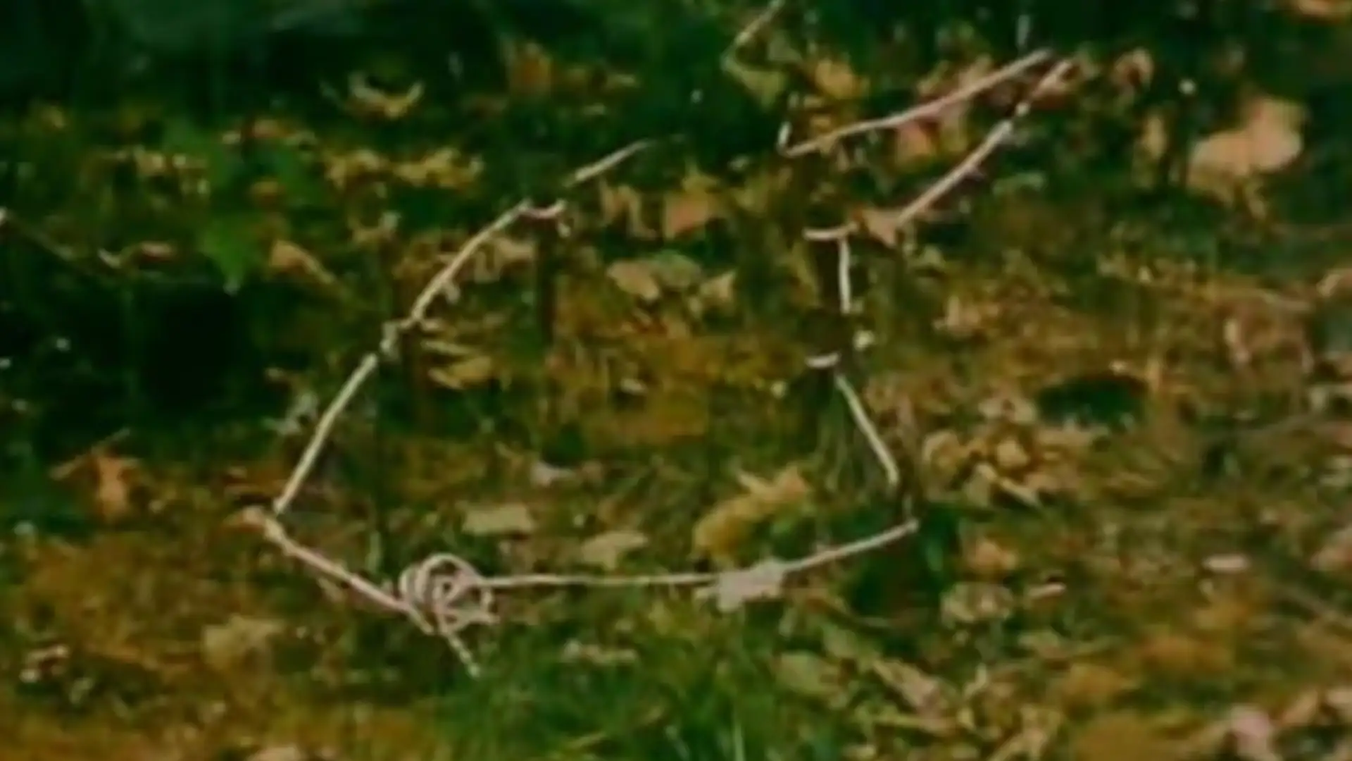 Woodland where Barbara Mayo was found in 1970